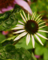 Makrofotografie im Botanischen Garten